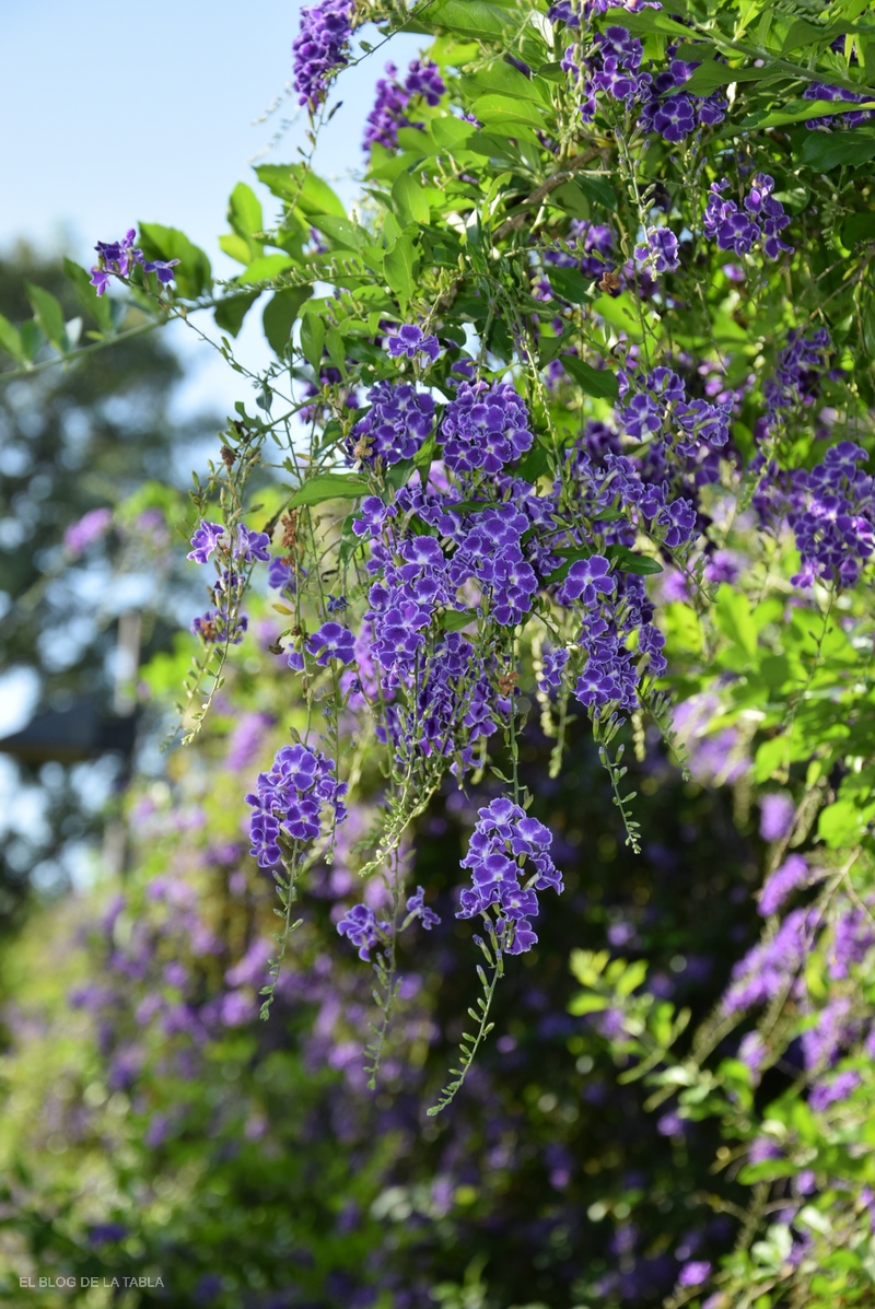 Duranta erecta 'Geisha Girl'