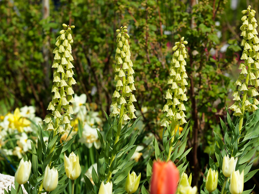 bulbos de flor de tallos altos