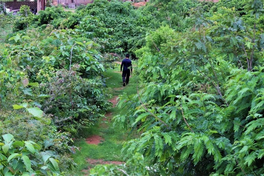 Método Miyawaki y los pequeños bosques urbanos 