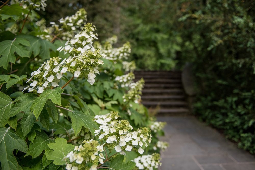 Hydrangea quercifolia (hortensia de hoja de roble)