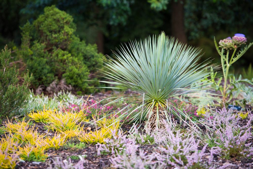 Yucca rostrata en el Heather Landscape de Howard's Field