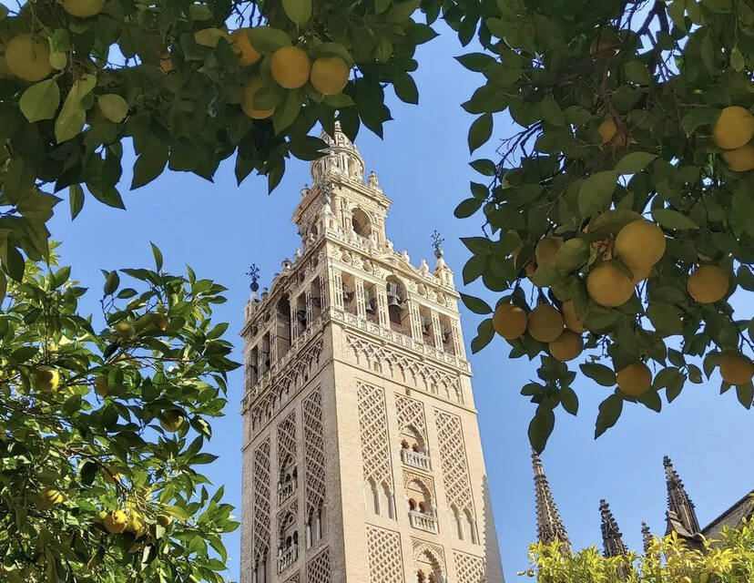 Naranjos amargos y Giralda de sevilla