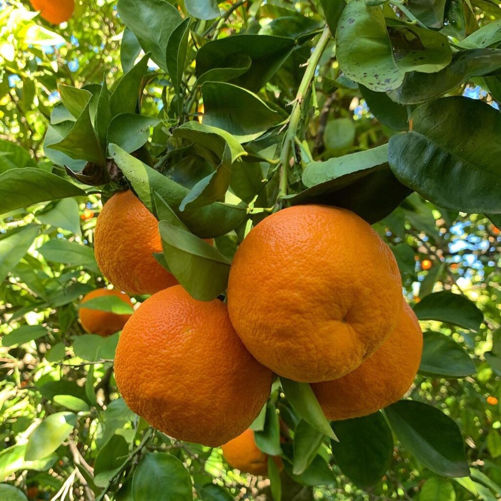 Naranjas amargas