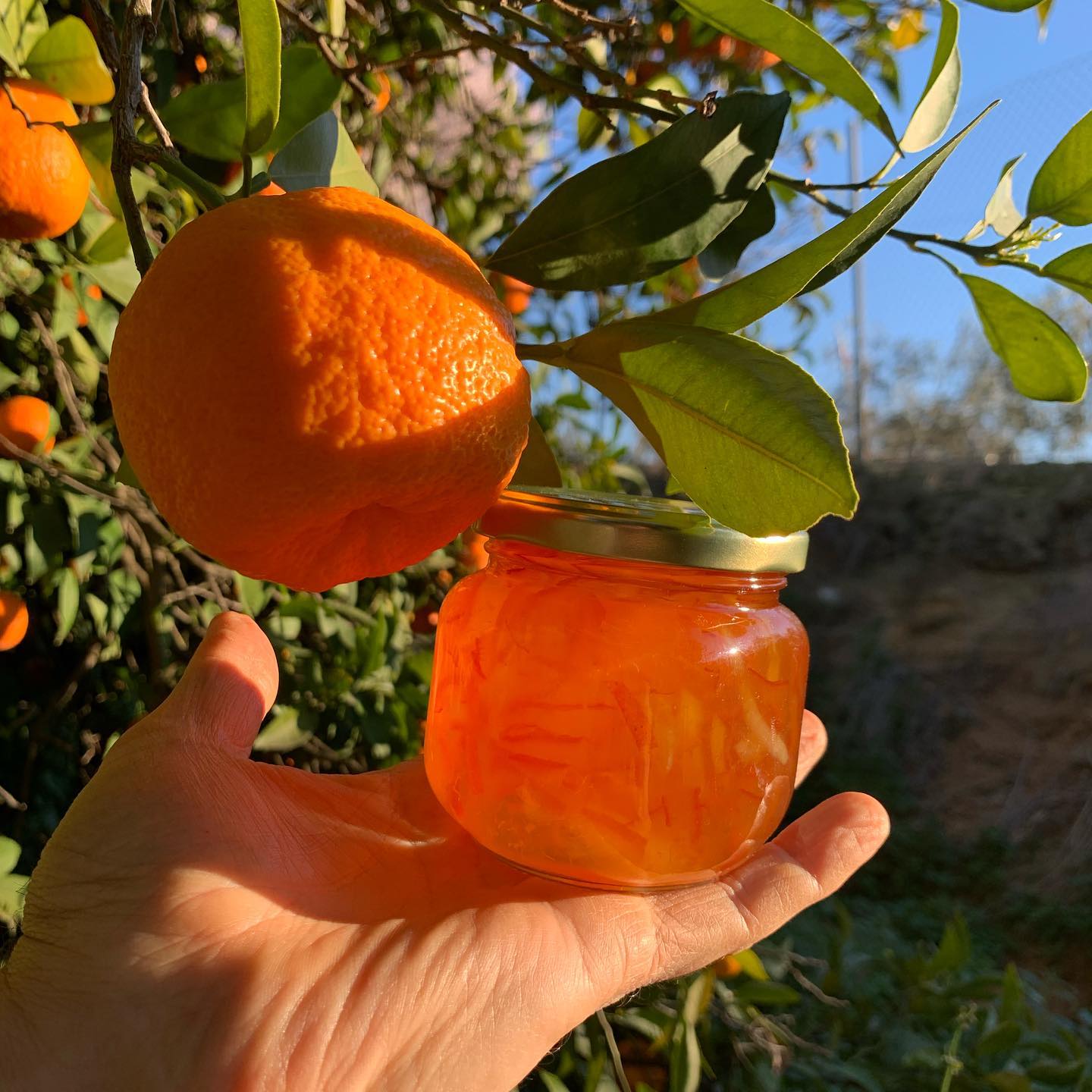 naranja amarga y tarro de mermelada