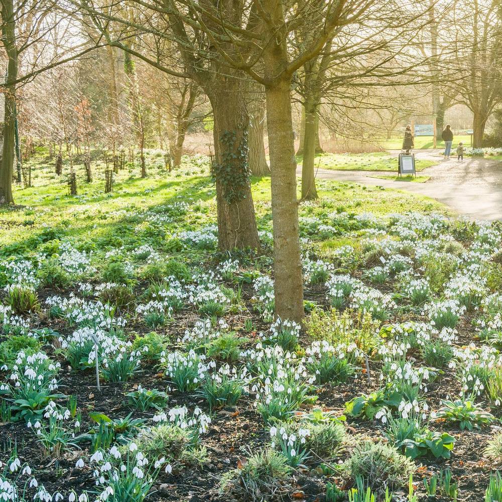 Galanthus, campanilla de invierno, snowdrops