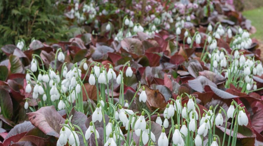 Galanthus, campanilla de invierno, snowdrops