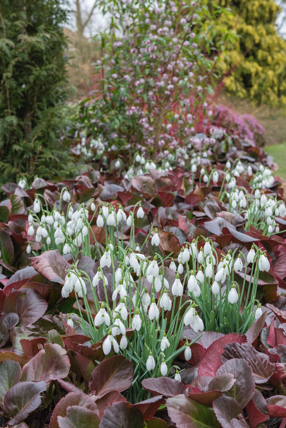 Galanthus, campanilla de invierno, snowdrops