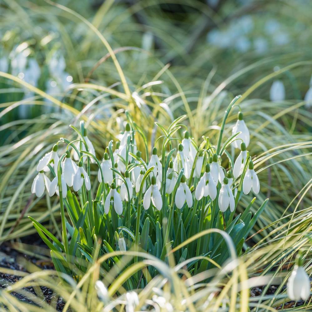 Flores blancas de Galanthus, campanilla de invierno, snowdrops