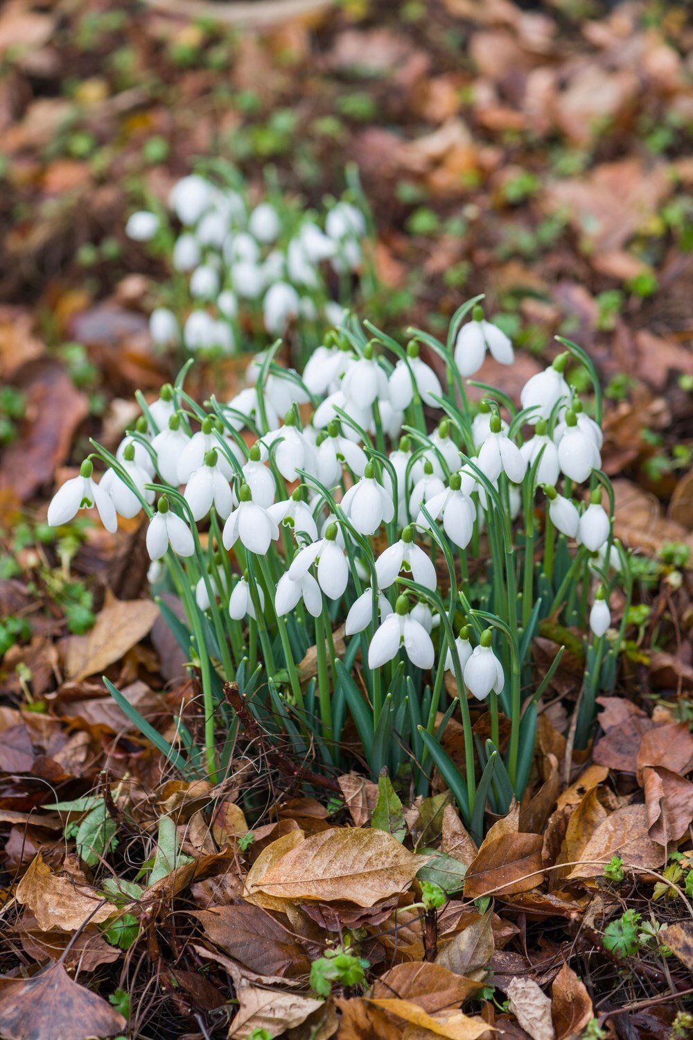 Galanthus 'S. Arnott' 