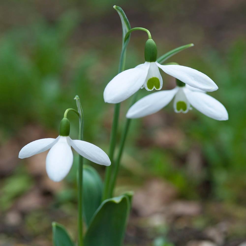 Galanthus elwesii 'Comet'