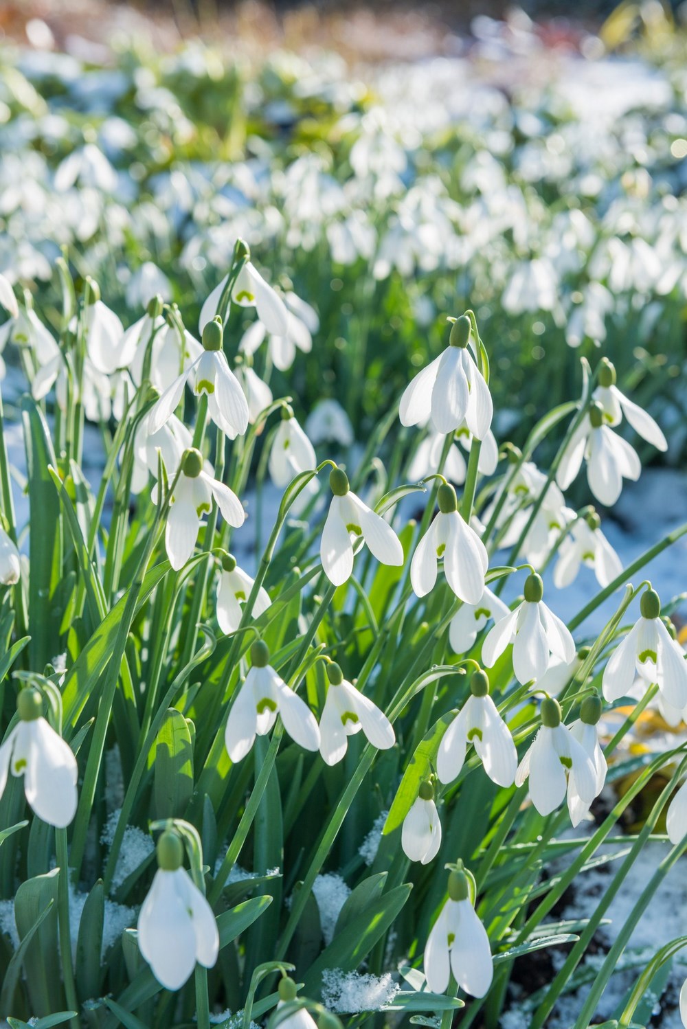 Galanthus nivalis