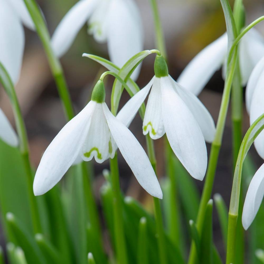 Galanthus nivalis 'Anglesey Abbey'