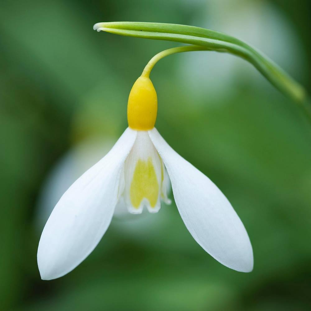 Galanthus plicatus 'Wendy's Gold' 