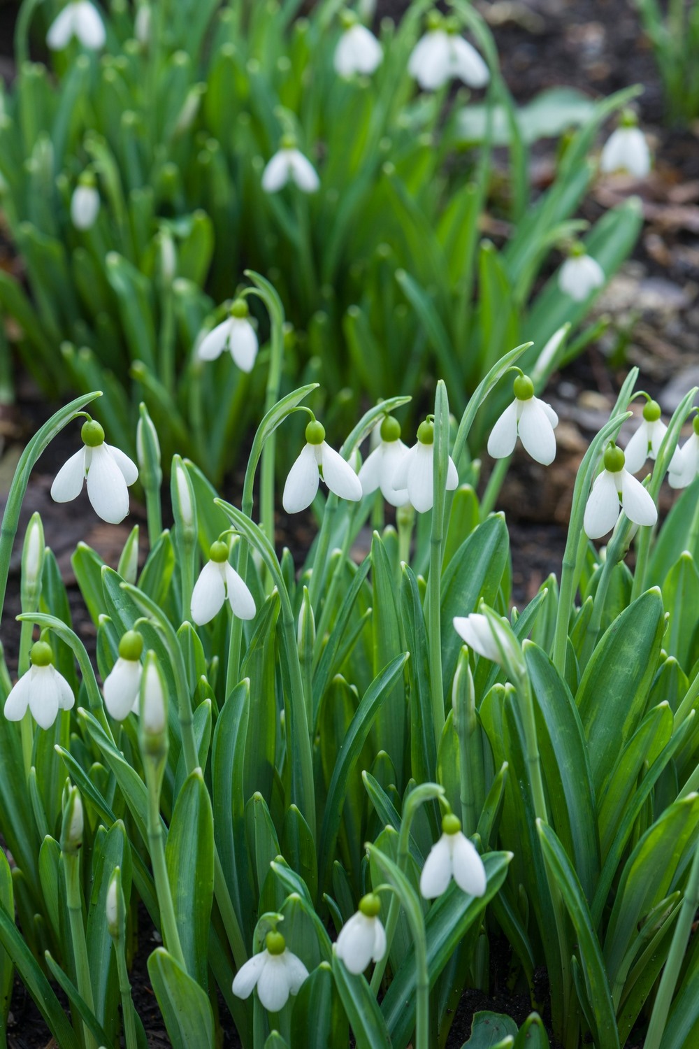 Galanthus plicatus subsp. plicatus