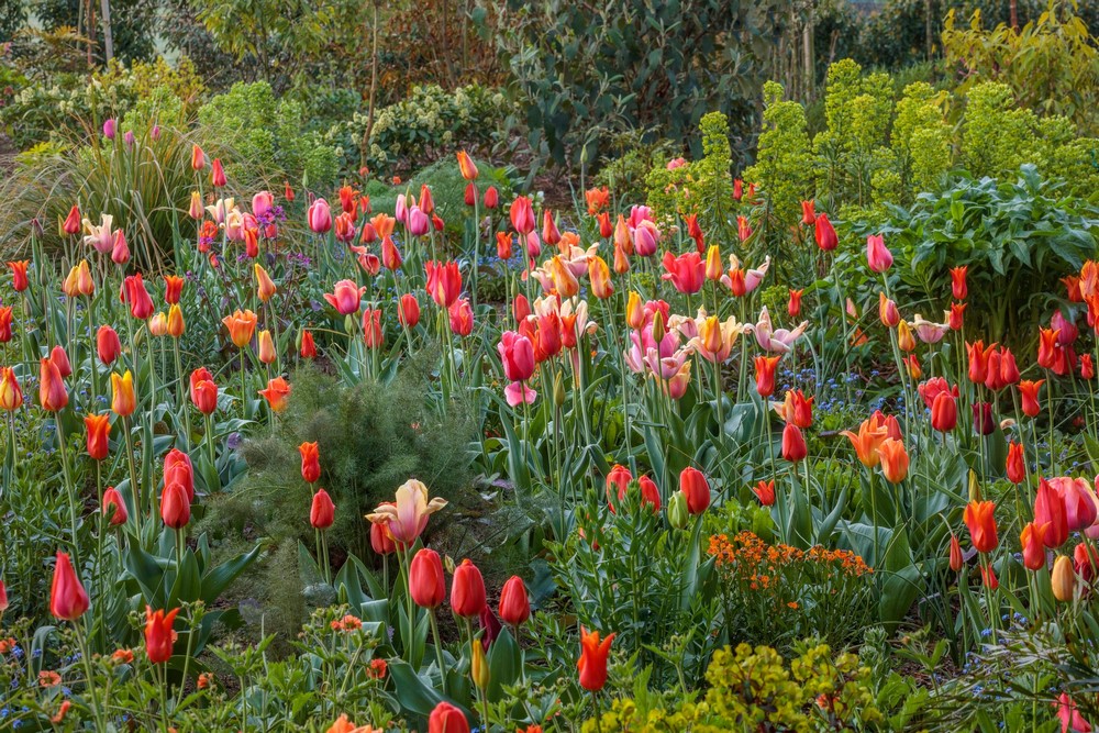 Foto de tulipanes del Libro Grounded in The Garden (Patthana Garden)