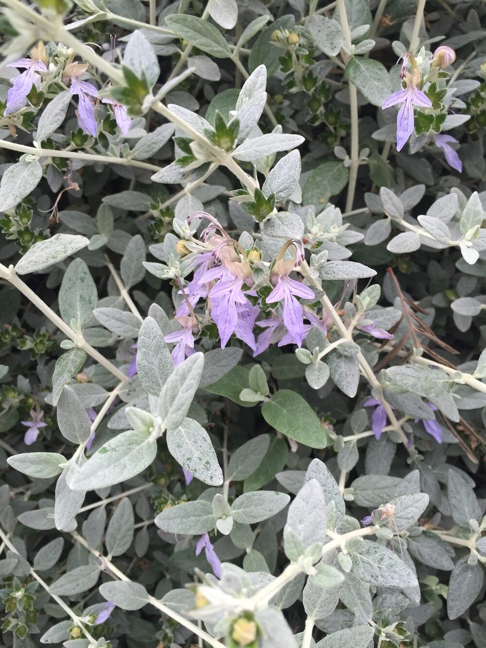 Teucrium fruticans