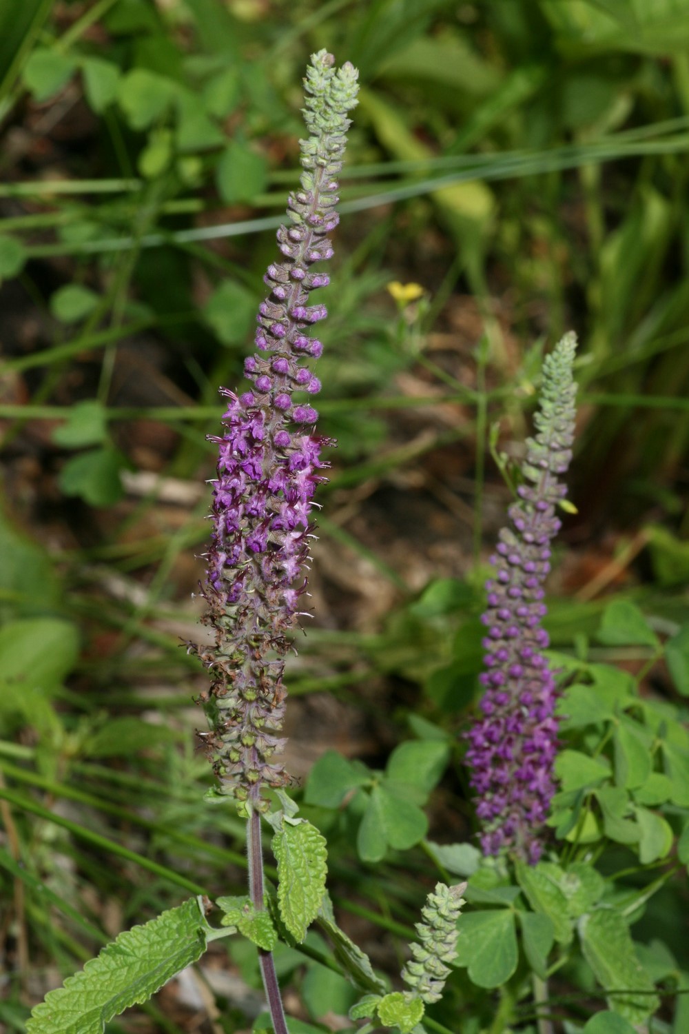 Teucrium hircanicum