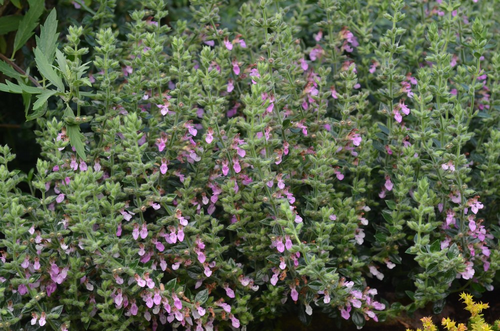 Teucrium x lucidrys