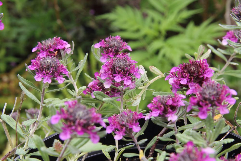 Teucrium ackermannii