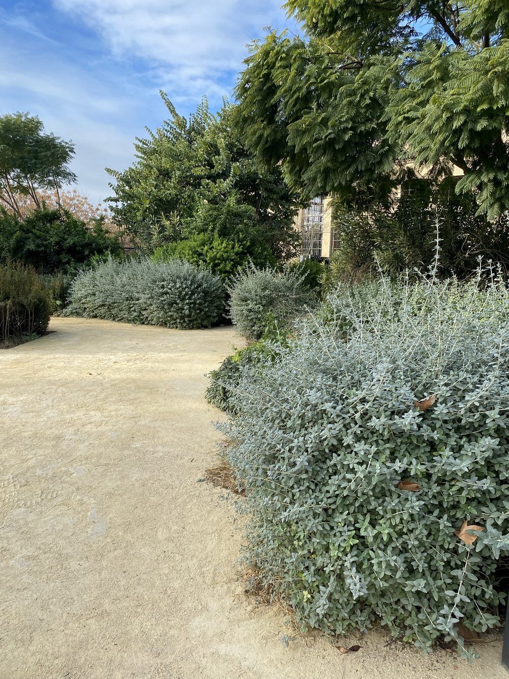 Teucrium fruticans