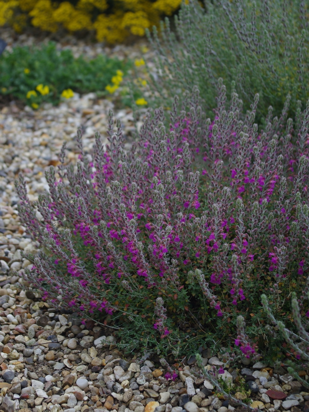 Teucrium marum