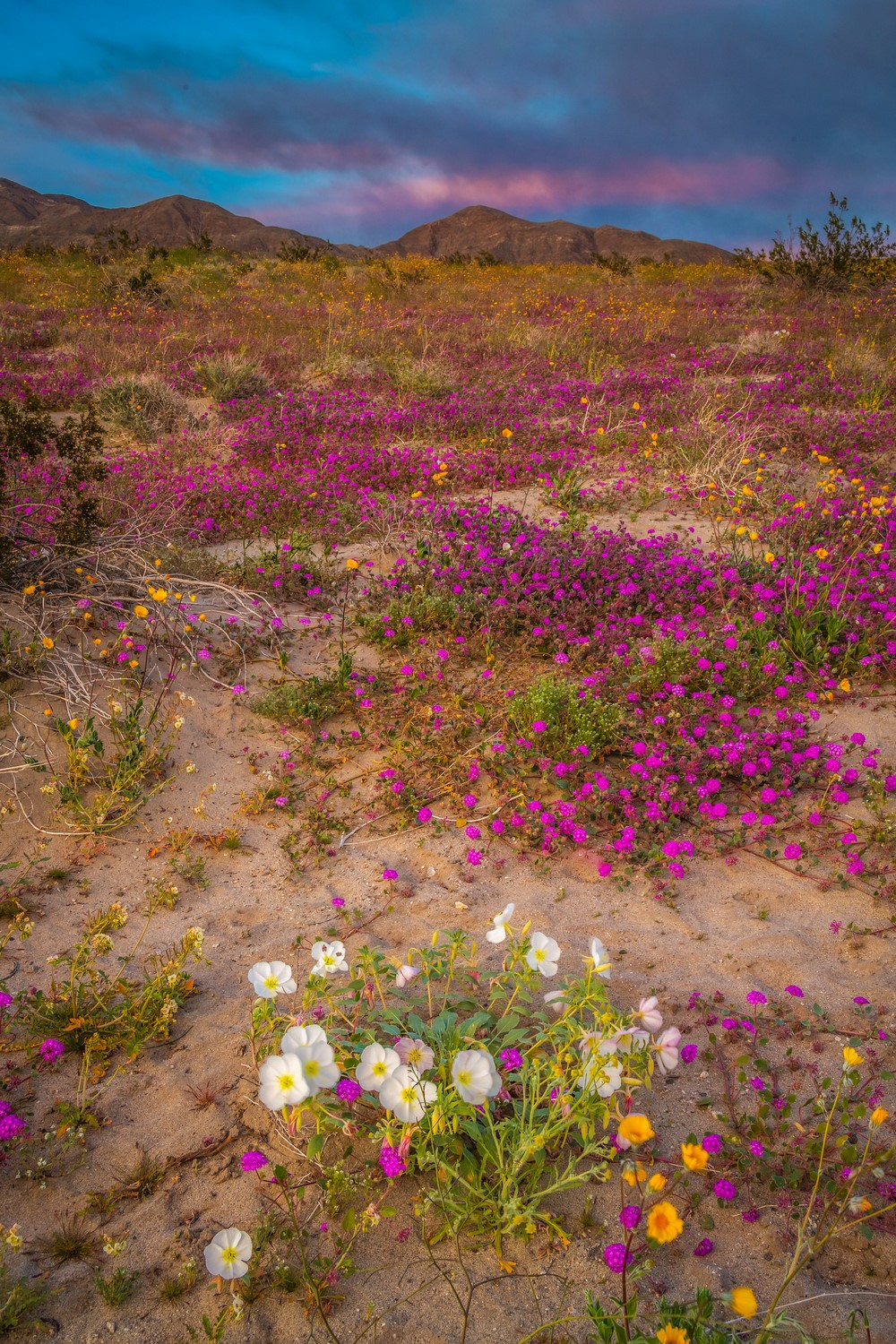 Superbloom en Anza-Borrego Desert