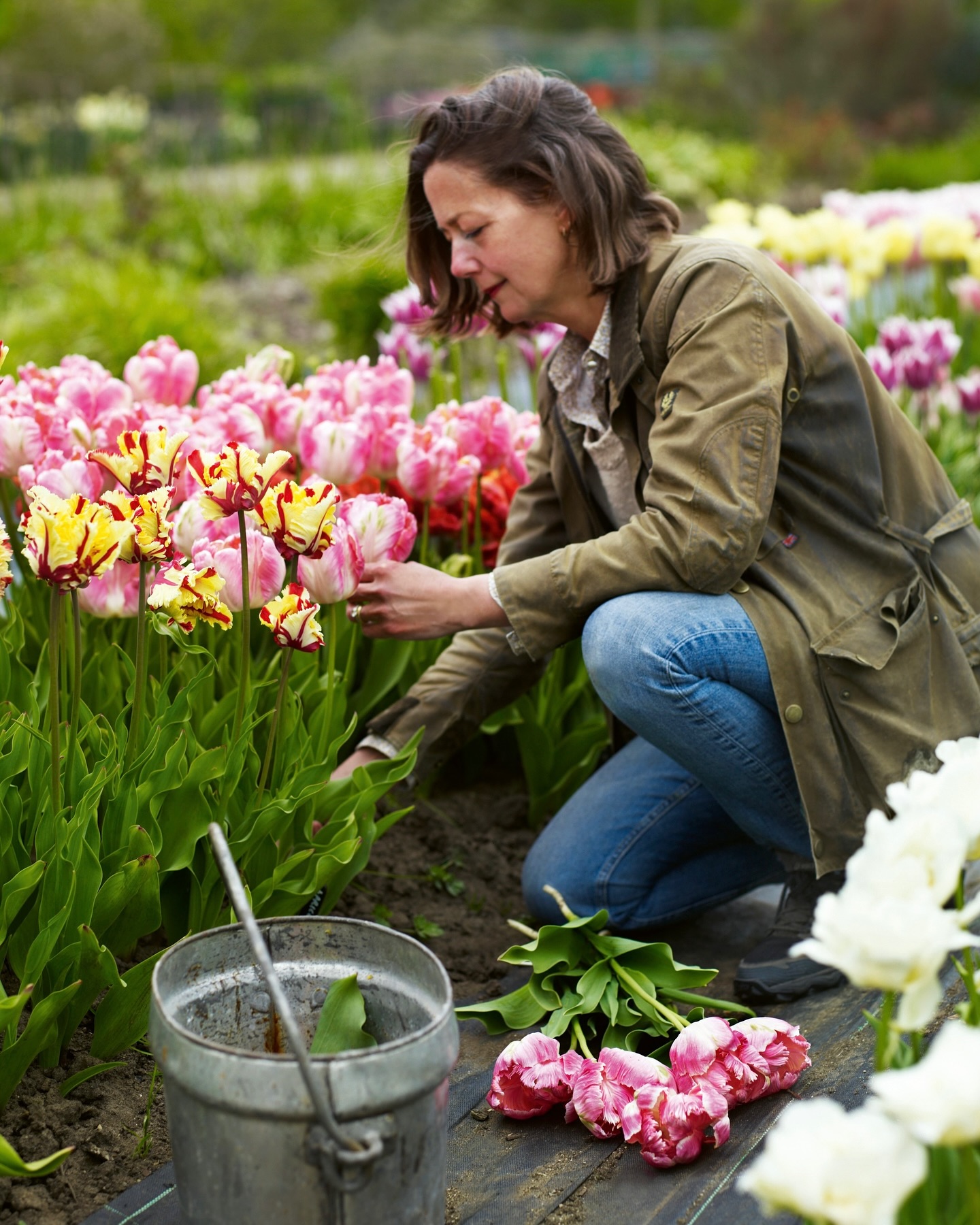 Polly Nicholson cosechando tulipanes