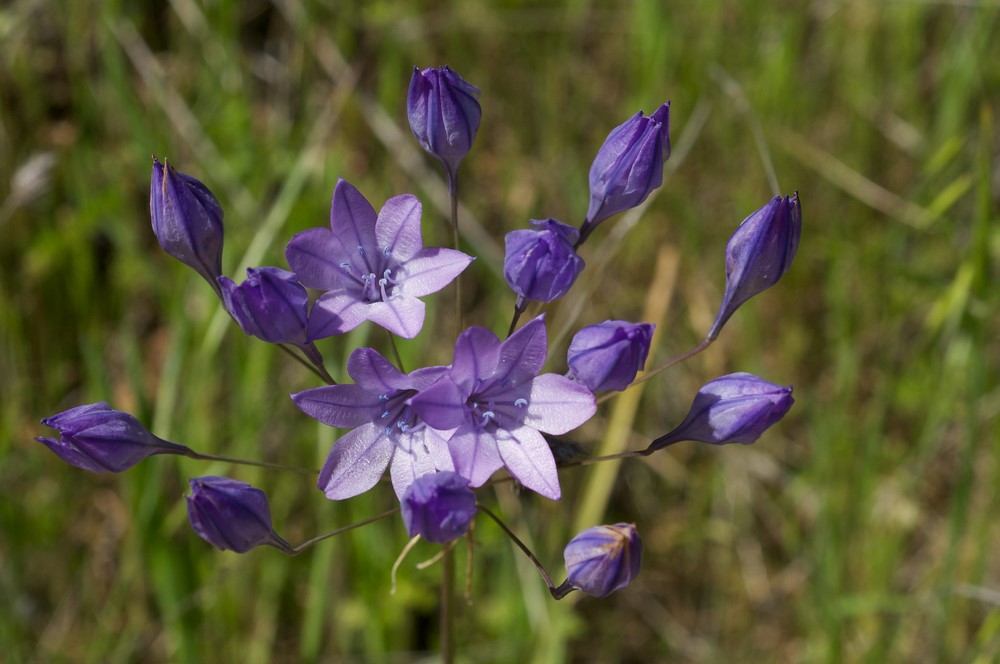 Triteleia laxa