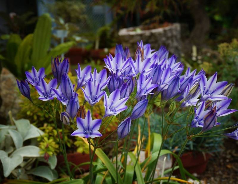 Triteleia laxa