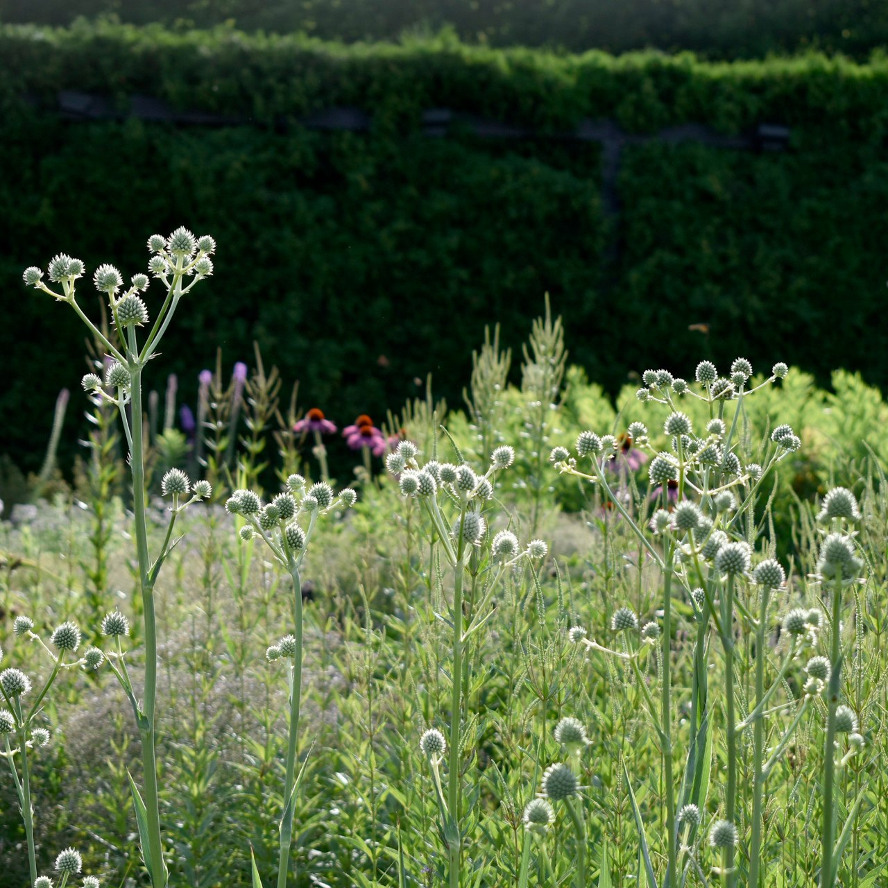 Eryngium yuccifolium